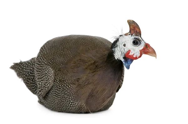 Helmeted guinea fowl - Numida meleagris — Stock Photo, Image