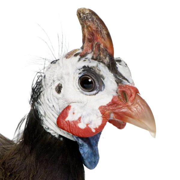 头戴钢盔的珍珠鸡-numida meleagris — 图库照片