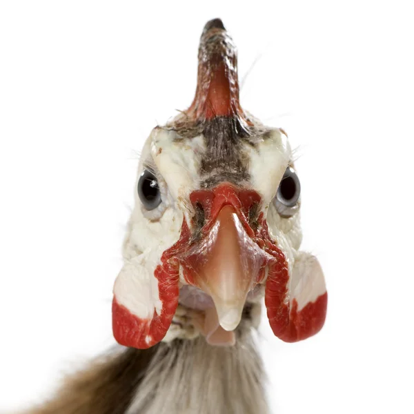 头戴钢盔的珍珠鸡-numida meleagris — 图库照片
