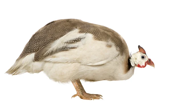 Helmeted 뿔 닭-Numida meleagris — 스톡 사진