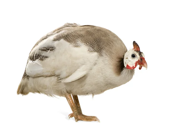 Helmeted guinea fowl - Numida meleagris — Stock Photo, Image