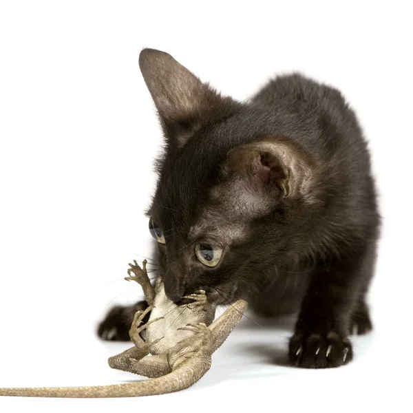 野生の子猫 — ストック写真
