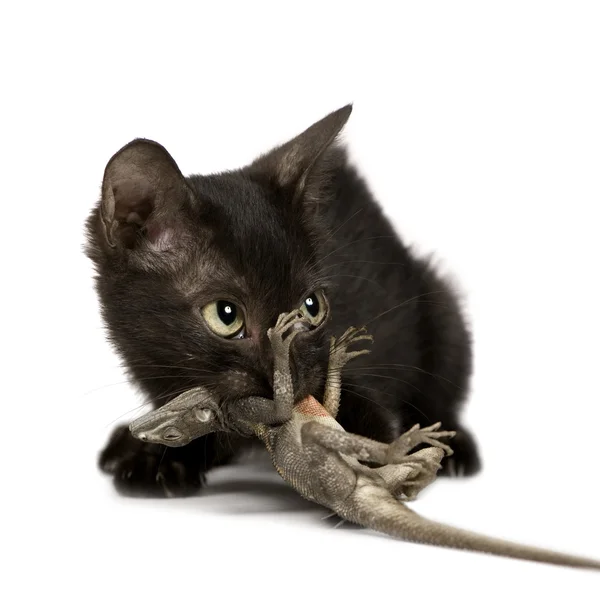 野生の子猫 — ストック写真