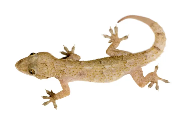 Gecko... — Fotografia de Stock