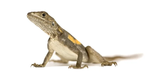 Agama lizard — Stock Photo, Image