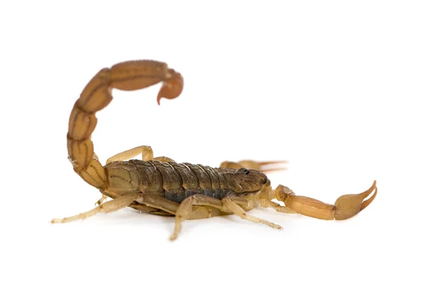 Scorpion - Hottentotta hottentotta — Stock Photo, Image