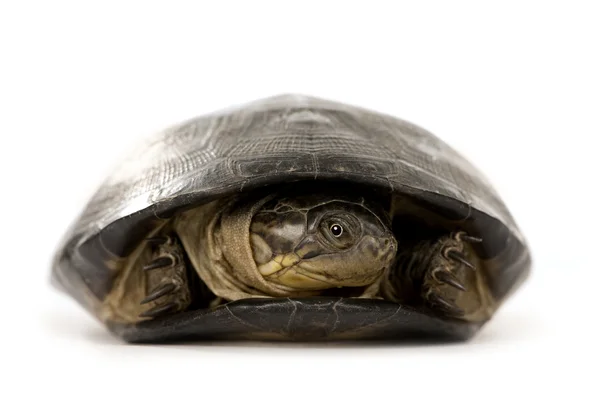 Turtle - pélusios subniger — Stockfoto