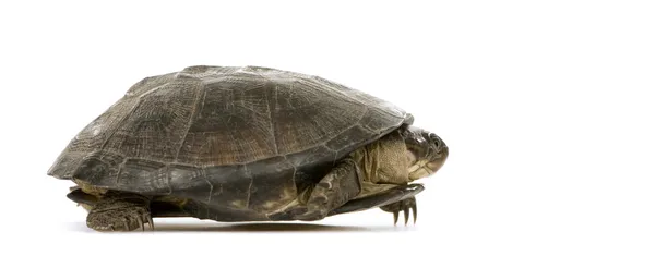Turtle - pélusios subniger — Stock Photo, Image