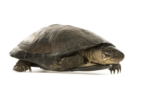 Turtle - pélusios subniger — Φωτογραφία Αρχείου