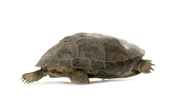 Schildkröte - pélusios subniger — Stockfoto