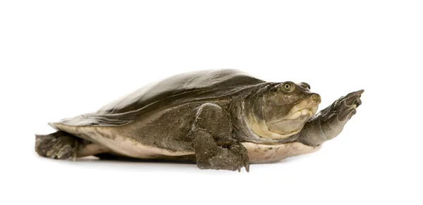 Soft-shell želvy - Family: Trionychidae — Stock fotografie
