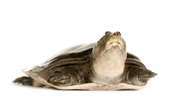 Soft-shell schildpadden - familie: weekschildpadden (Trionychidae) — Stockfoto