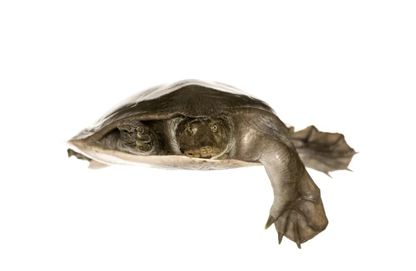 软壳海龟 — — 家庭: 生态混养 — 图库照片