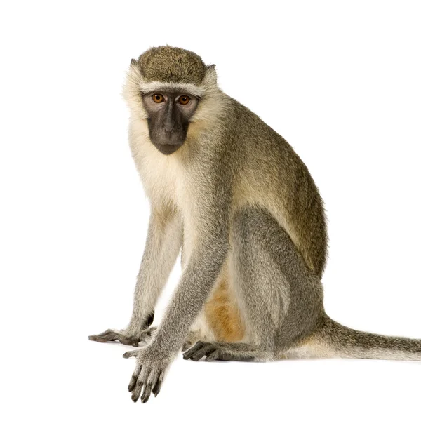 Vervet maymunu - Chlorocebus pygerythrus — Stok fotoğraf