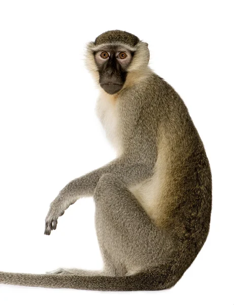 Vervet обезьяна - Chlorocebus pygerythrus — стоковое фото