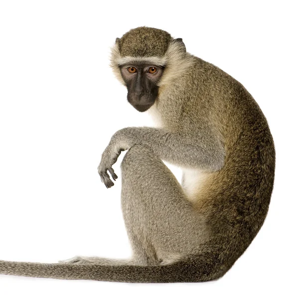 ヴェルヴェット猿-クロロコバスpygerythus — ストック写真