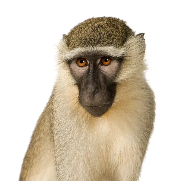 사바나 원숭이 - Chlorocebus pygerythrus — 스톡 사진