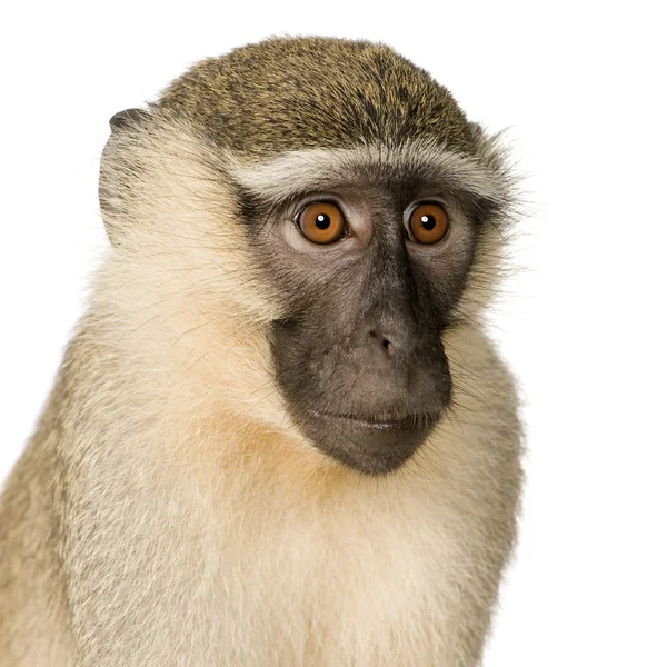 Macaco vervet - pygerythrus chlorocebus — Fotografia de Stock