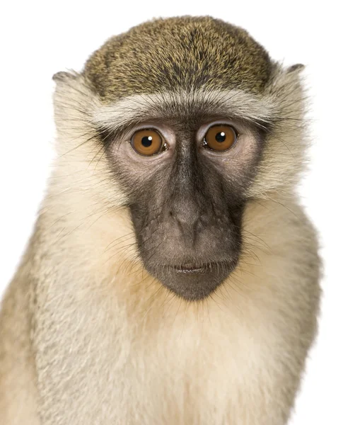 Vervet Monkey - Chlorocebus pygerythrus — Stock Photo, Image