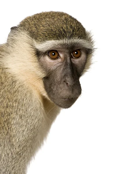 Vervet Monkey - Chlorocebus pygerythrus — Stock Photo, Image