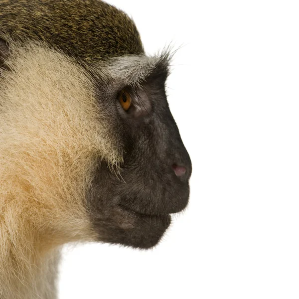 ヴェルヴェット猿-クロロコバスpygerythus — ストック写真
