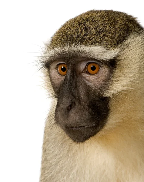 Małpa Vervet - chlorocebus pigerythrus — Zdjęcie stockowe