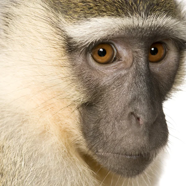 Πίθηκος του Vervet - Chlorocebus pygerythrus — Φωτογραφία Αρχείου
