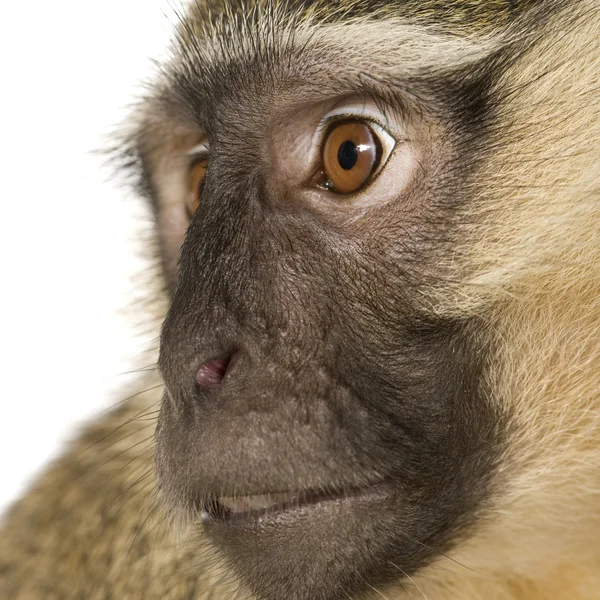 Мавпа вервета - Chlorocebus pygerythrus — стокове фото