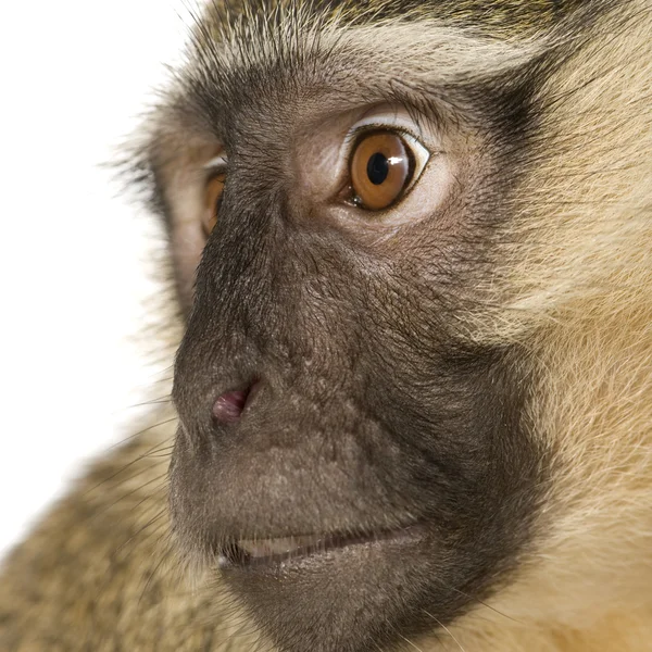 Vervet opice - Chlorocebus pygerythrus — Stock fotografie