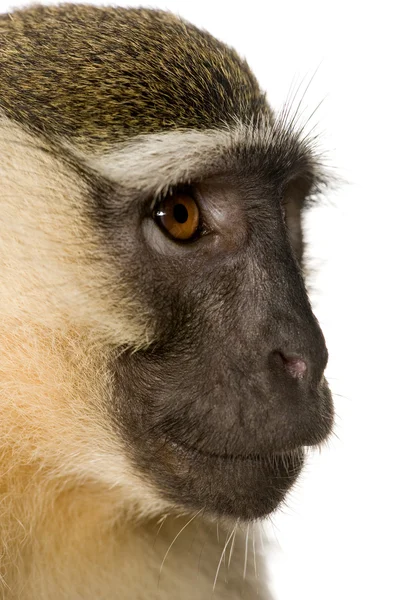 Vervet обезьяна - Chlorocebus pygerythrus — стоковое фото