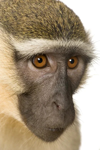 Scimmia di verbena - Clorocebus pygerythrus — Foto Stock