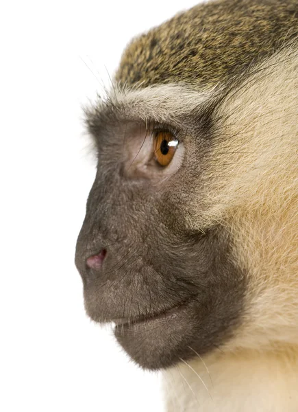 金丝猴-金丝猴 — 图库照片