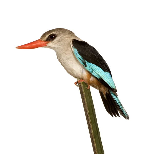 Δάσος kingfisher - Αλκυονίδες senegalensis — Φωτογραφία Αρχείου