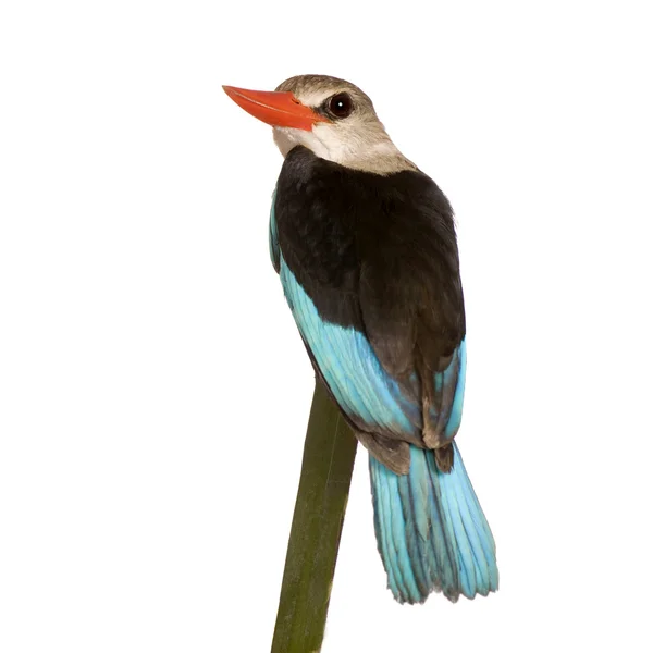 Ormanlık kingfisher - halcyon senegalensis — Stok fotoğraf
