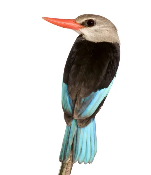 Kingfisher des bois - Halcyon senegalensis — Photo