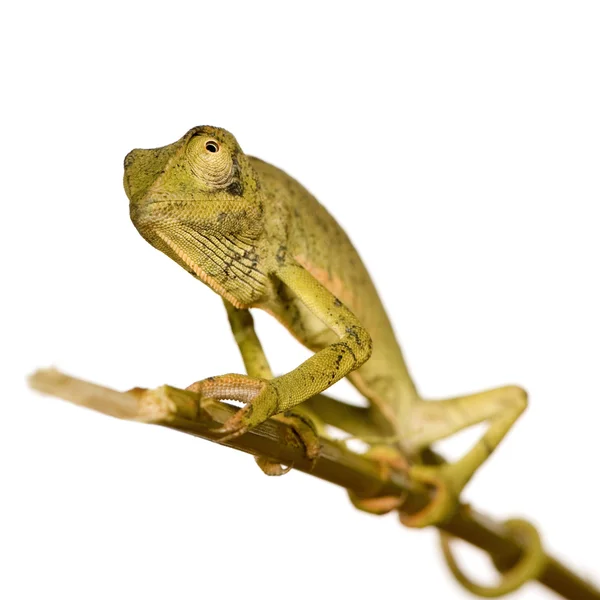 Kameleon chamaeleo gracilis lub Uszaty — Zdjęcie stockowe