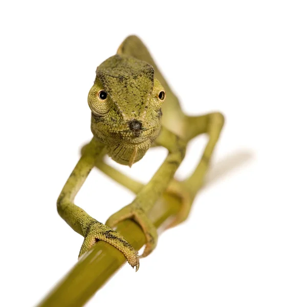 Camaleão Chamaeleo gracilis ou dilepis — Fotografia de Stock
