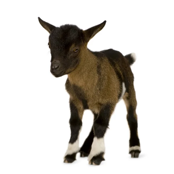 若いピグミーのヤギ — ストック写真