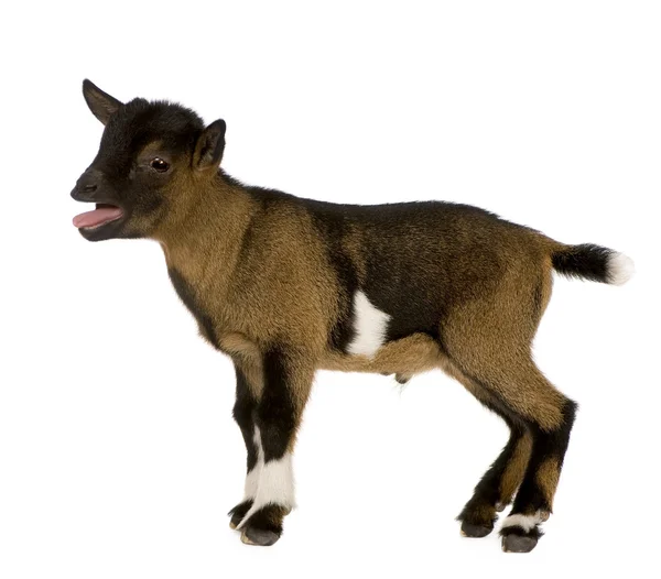 Młode kozy karłowate — Zdjęcie stockowe