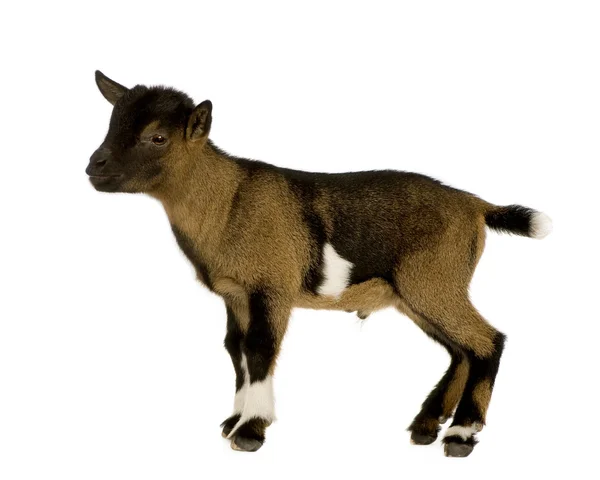 Jeune chèvre pygmée — Photo