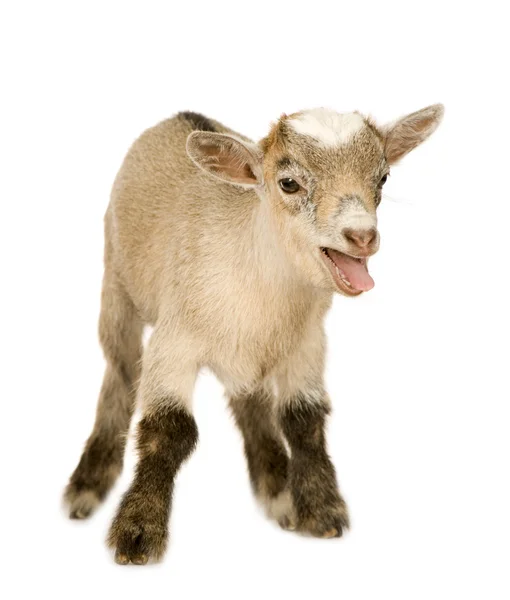 Юная карликовая коза — стоковое фото