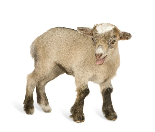Mladý trpaslík koza — Stock fotografie