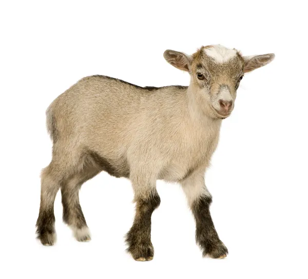 Mladý trpaslík koza — Stock fotografie