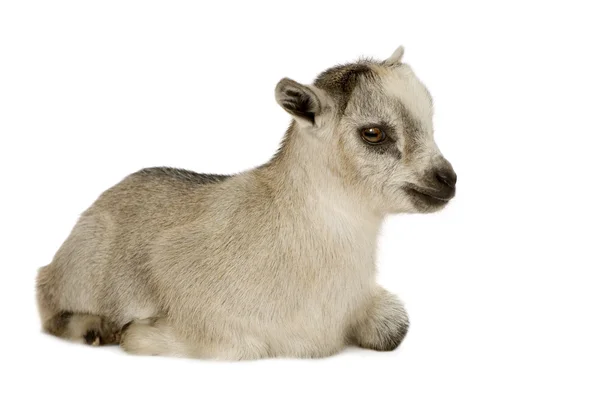 若いピグミーのヤギ — ストック写真