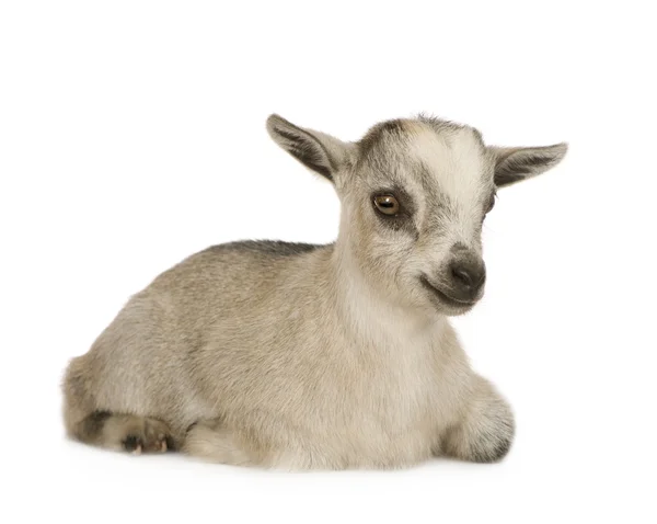 Genç cüce keçi — Stok fotoğraf