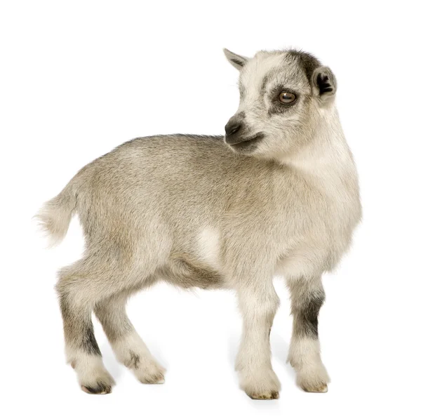 Genç cüce keçi — Stok fotoğraf
