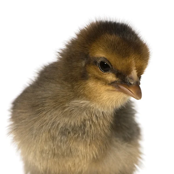 African chick — Stock Photo, Image
