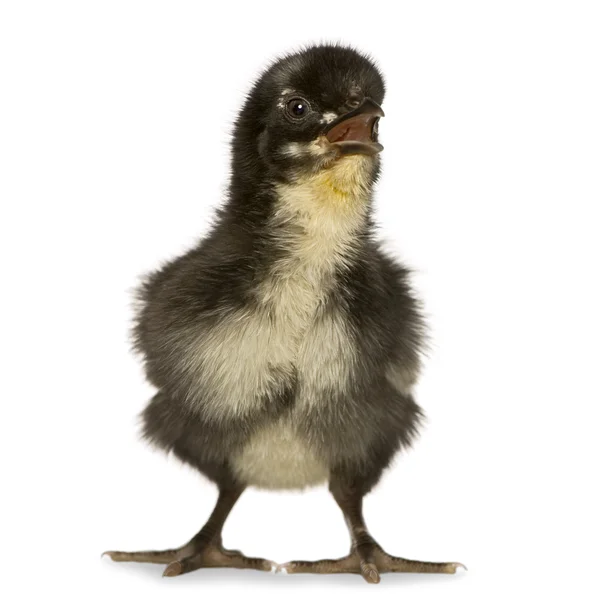African chick — Stock Photo, Image