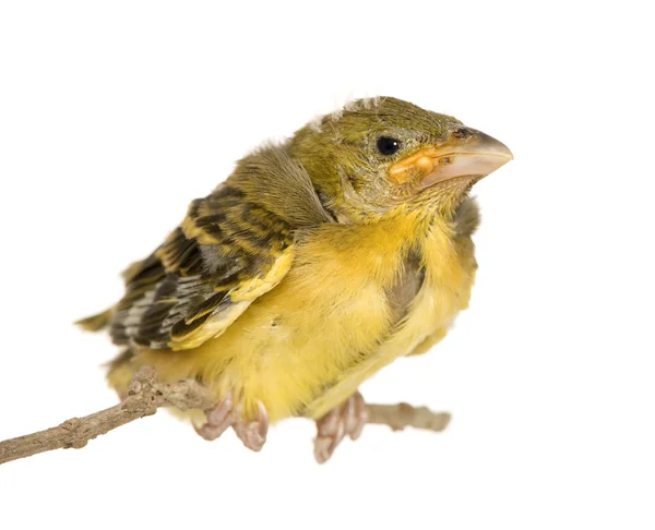Young Village Weaver — Stock Photo, Image