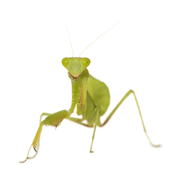 Επίκληση mantis - ΜΑΝΤΗΣ religiosa — Φωτογραφία Αρχείου